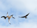 FZ023153 Red kites (Milvus milvus).jpg